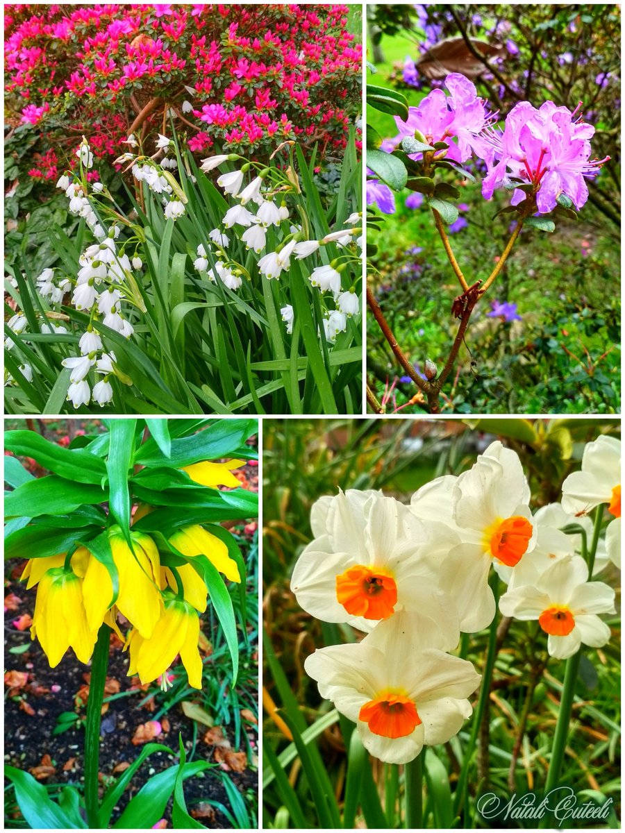 Walking in the center of Southampton do not miss the beauty of nature in Palmerston Park 😉🥰🌿🌸🌿🌷🌿💮🌿🌻🌿

#cuteeli #art #love #nature #cute #beautiful #NaturePhotography #flowers #daffodils #gardening #narcissus #landscape #positive #garden #park #scenery #azalea