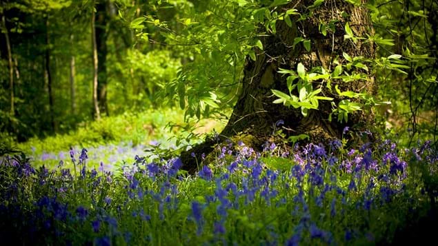 Visit_Gravesham's tweet photo. Bluebells are coming out!
#Gravesham has some of the best spots on offer.
@southeastNT #Cobhams Wood and Mausoleum, @WoodlandTrust Ashenbank Wood and
@kent_cc Trosley Country Park are the places to go.
Get snapping & share your best pics with us! 📸🤳 https://t.co/ztghCTxHdJ