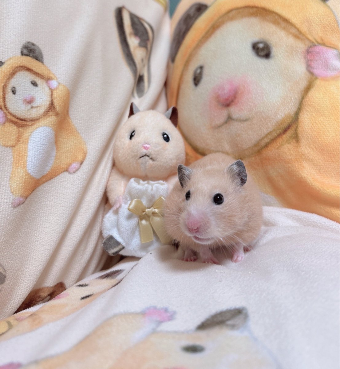 きんくま (@ham0901) / Posts / X