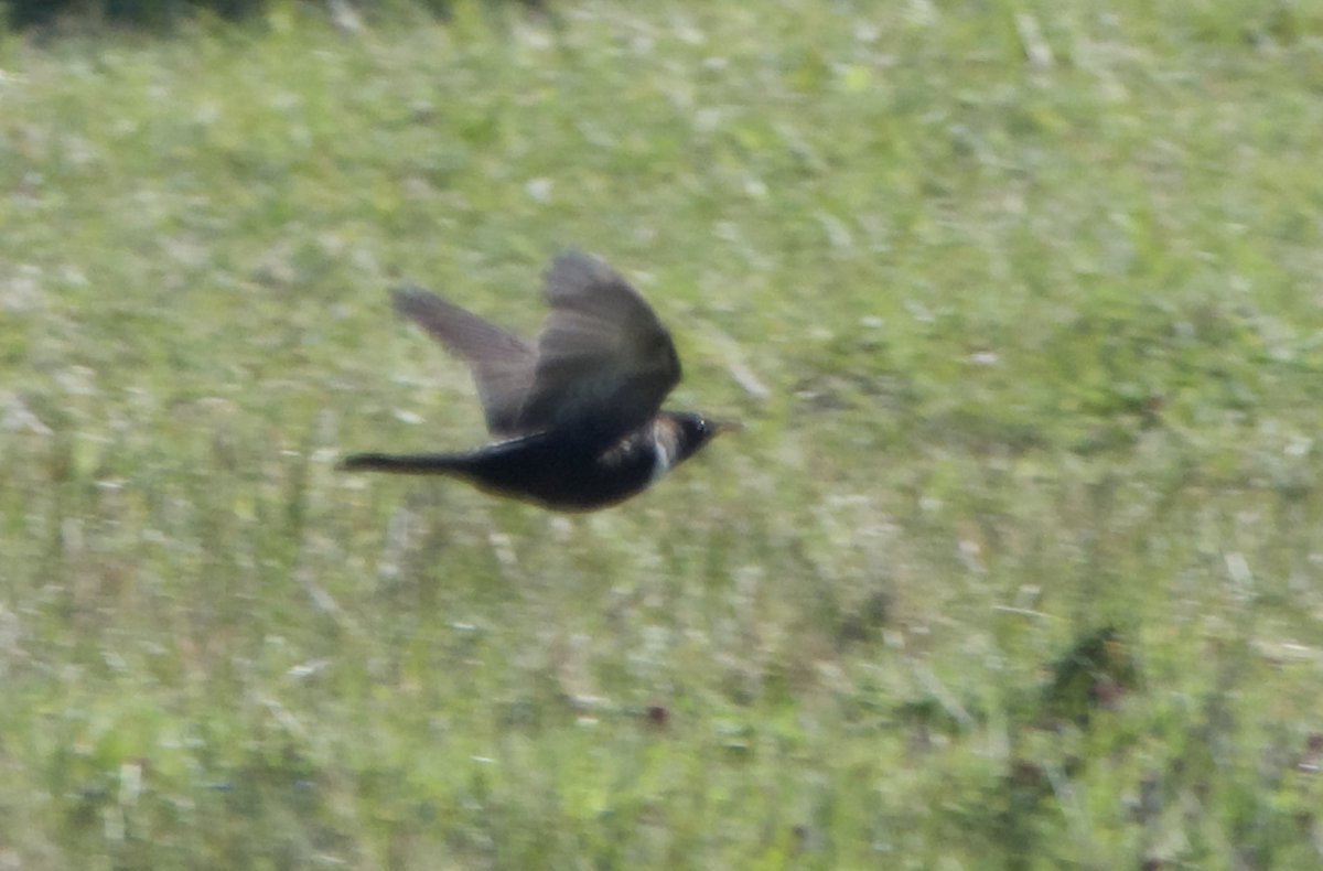 ConnorWildlife's tweet photo. A couple of spring specialties here this morning. Today started off with a stunning male Wheatear followed by a fleeting glimpse of Ring Ouzel.
Two firsts for the year! 
#BirdsSeenIn2023 #BirdTwitter #vogels https://t.co/vo3Jez1NnW