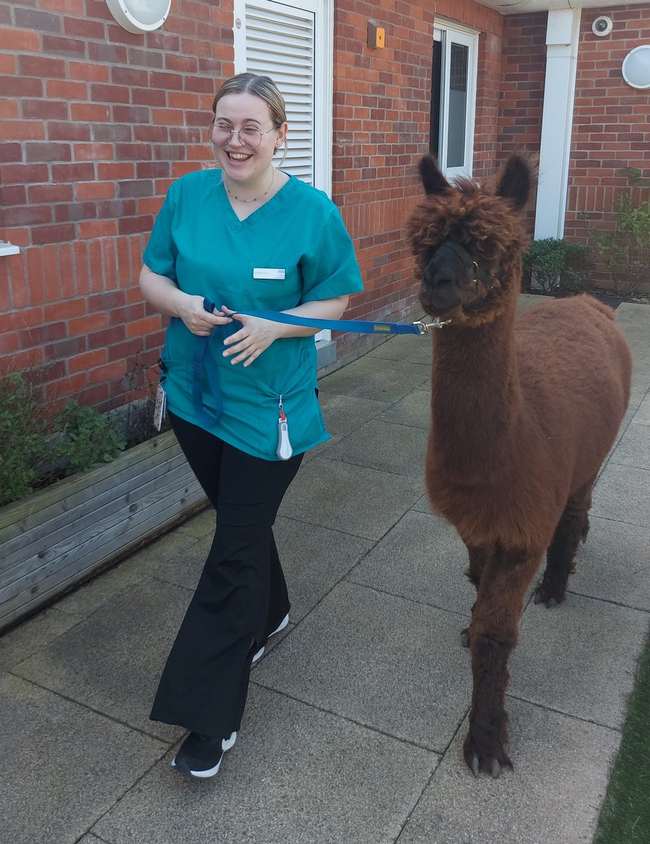 KingfisherMbu's tweet photo. What a gorgeous day for our Alpaca visit on the ward. All of the mums and babies had a chance to stroke them, feed them, walk them and have pictures. Of course the staff had to get in on the fun too. Photos shared with consent. 
#Alpacatherapy #WELLBEING https://t.co/da7h9NsT3T