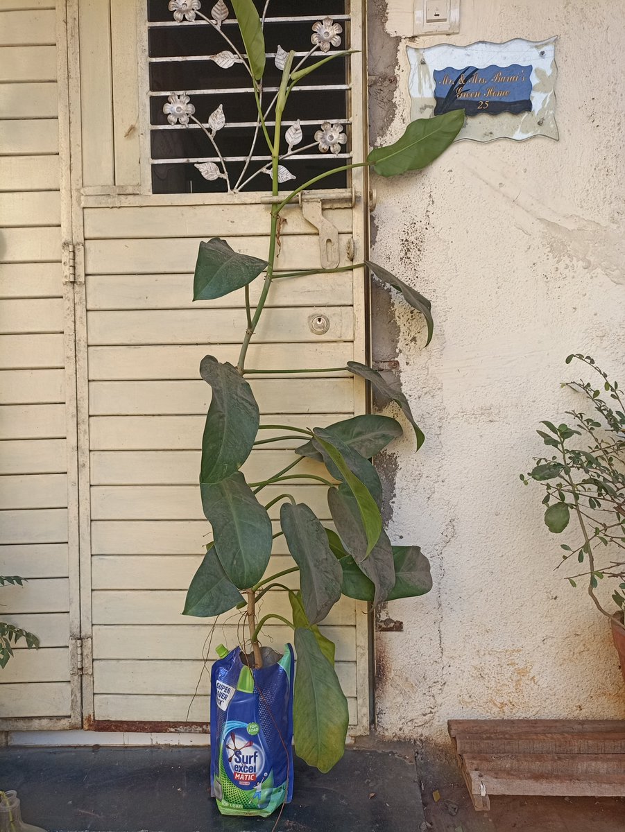 dharmeshbarai's tweet photo. Trying my best to follow 3R Formula #Reuce #Reuse #Recycle 

I know this is not 100% sustainable solution for plastic pollution but still try to reuse unavoidable plastic for best use as planter instead by new planter.
Planted in Sep 3, 2022

@SwachSurvekshan @swachhbharat https://t.co/sXgiFt4iYw