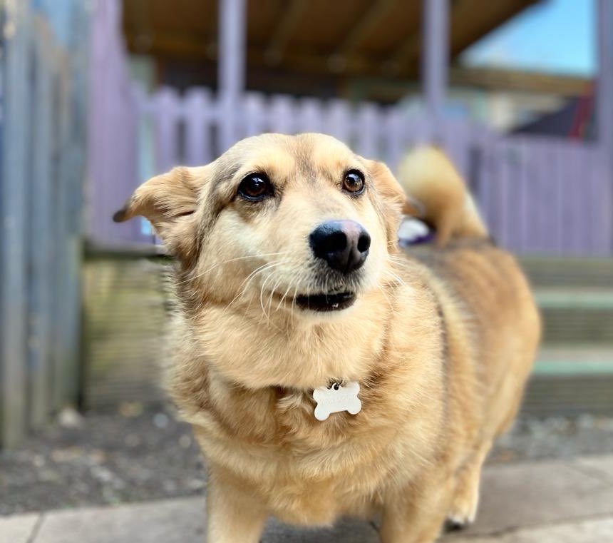 Dogs4Rescue's tweet photo. This gorgeous little dude has just arrived. His name is Bobbie and he ended up in the pound when his 92 year old dad could no longer care for him. He arrived from Romania 5 years ago and his dad must have a huge heart to have given him his forever home. We hope it is of some comfort that he has found his way into our loving care 💜
Welcome Bobbie 😍
