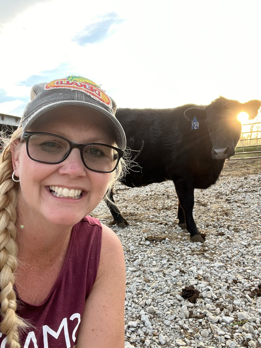 AKientzy's tweet photo. As a farmer, you know that when life gives you cows, you make the most of them! #farmlife #beefcow #farmerlife https://t.co/XPB6Wy23KB