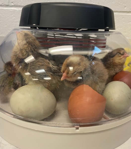 GACharterBIA's tweet photo. The chicks are here! - Ms. Wright's 2nd graders welcome chicks to their classroom. https://t.co/FLum65B6Hx https://t.co/Qv8uJ3J2GT