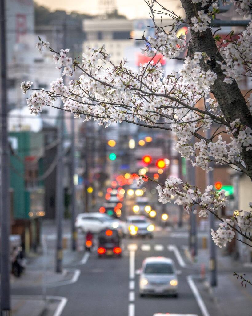 pre1011's tweet photo. 今更sakura
・
・
・
#桜 #今更投稿 #さくら #sakura #streetphotography #cherryblossom #街ぶら https://t.co/5wBYtPvv4U