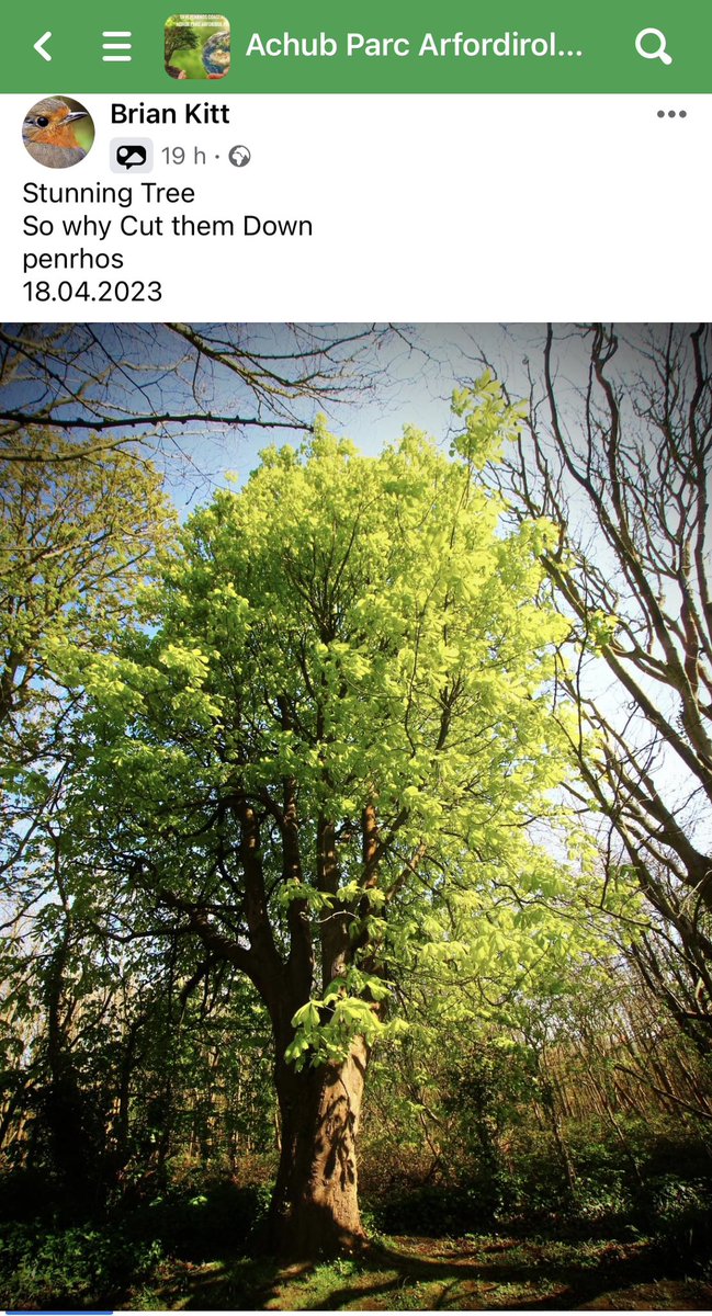 PenrhosSave's tweet photo. Stunning Tree at Penrhos Nature Reserve, Holyhead, Anglesey, North Wales. So why chop it down @CoedCadw @CommunityPlann1 @ParksCommUK @IoloWilliams2 @Natures_Voice @NatResWales @PrifWeinidog @northwaleslive @FieldsInTrust ? 
#StopTheChop #TreeOfLife 
FB:-

https://t.co/hrTuVkAPeb https://t.co/h5ckgO0SDk