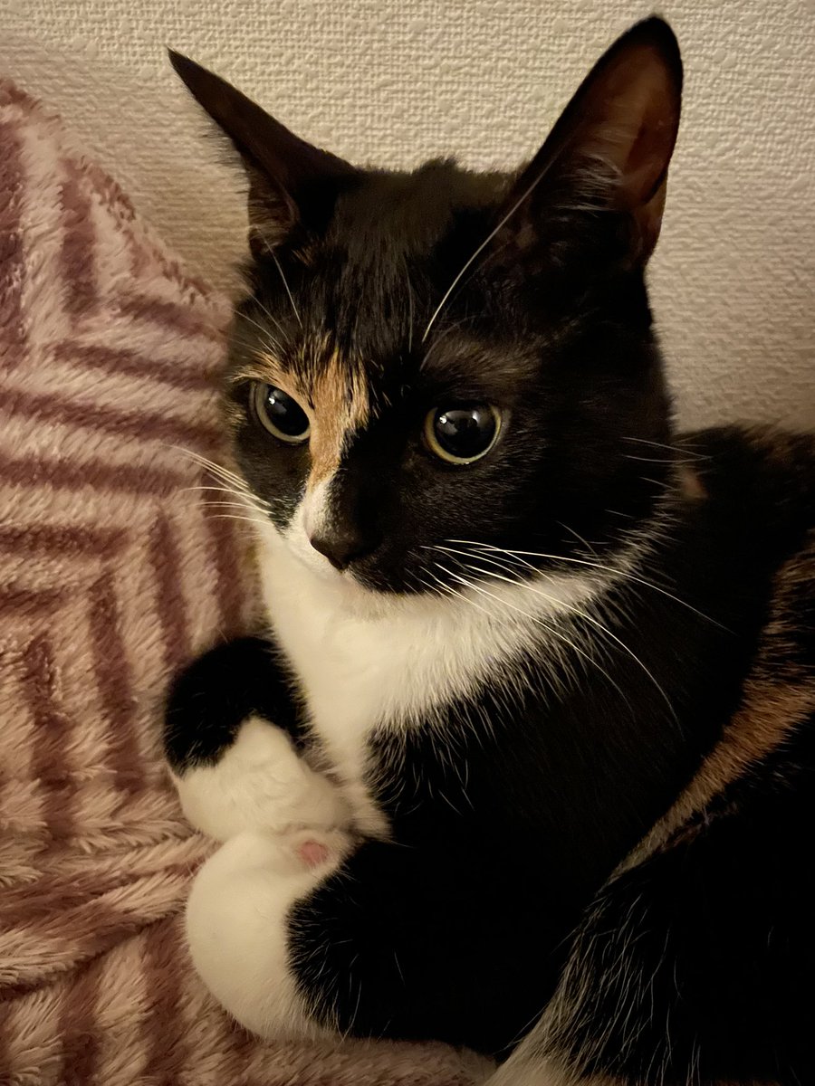 KikisSuper's tweet photo. #CatsLover #CatsOfTwitter 
おててがくにゃん。 https://t.co/m4AmBSRuMj