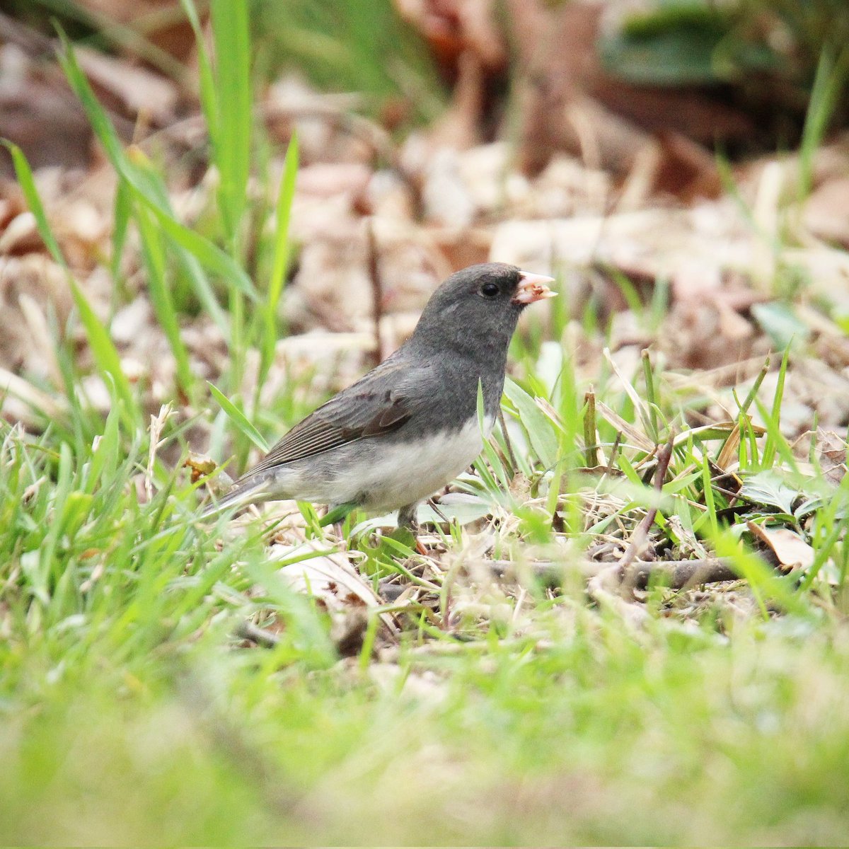 birdhouse_love's tweet photo. Ground feeding is where this junco seems most at home...
#darkeyedjuncos #darkeyedjunco #juncos #junco #birding #groundfeedersbirds #feeding #groundfeeders #ohiobirding #ohiobirdworld #groundfeeder #ohiobirdingphotography #ohiobirdlovers #ohio #birds #ohiobirdingdaily https://t.co/MFvWxT8T7D