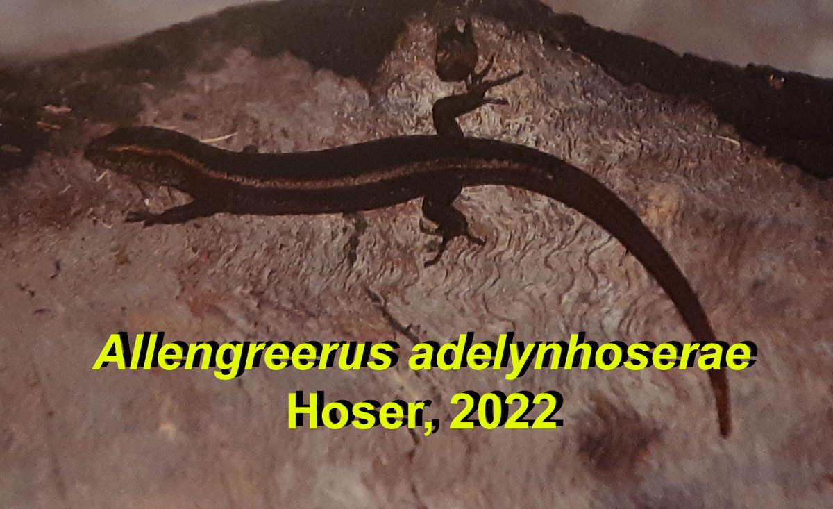 therealsnakeman's tweet photo. Otherwise known as one of the more common skinks in the eastern and northern suburbs of Sydney, previously known as Lampropholis delicata, now known as Allengreerus adelynhoserae, based on divergences at the generic and species levels. #Hoser2022 #Gardenskinksydney https://t.co/fM16fTKTvZ