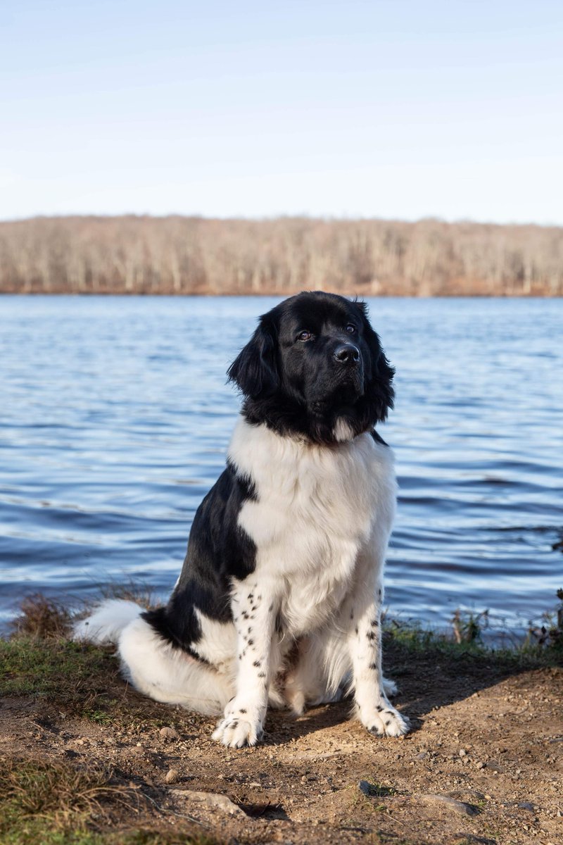Often associated with a solid, dark colored coat, the Newfoundland dog also has a black-and-white variety known as a ‘Landseer coat' from the artist, Sir Edwin Landseer, who popularized the look in his paintings. You can meet this Landseer Newf with us on 4/22 12-2pm!