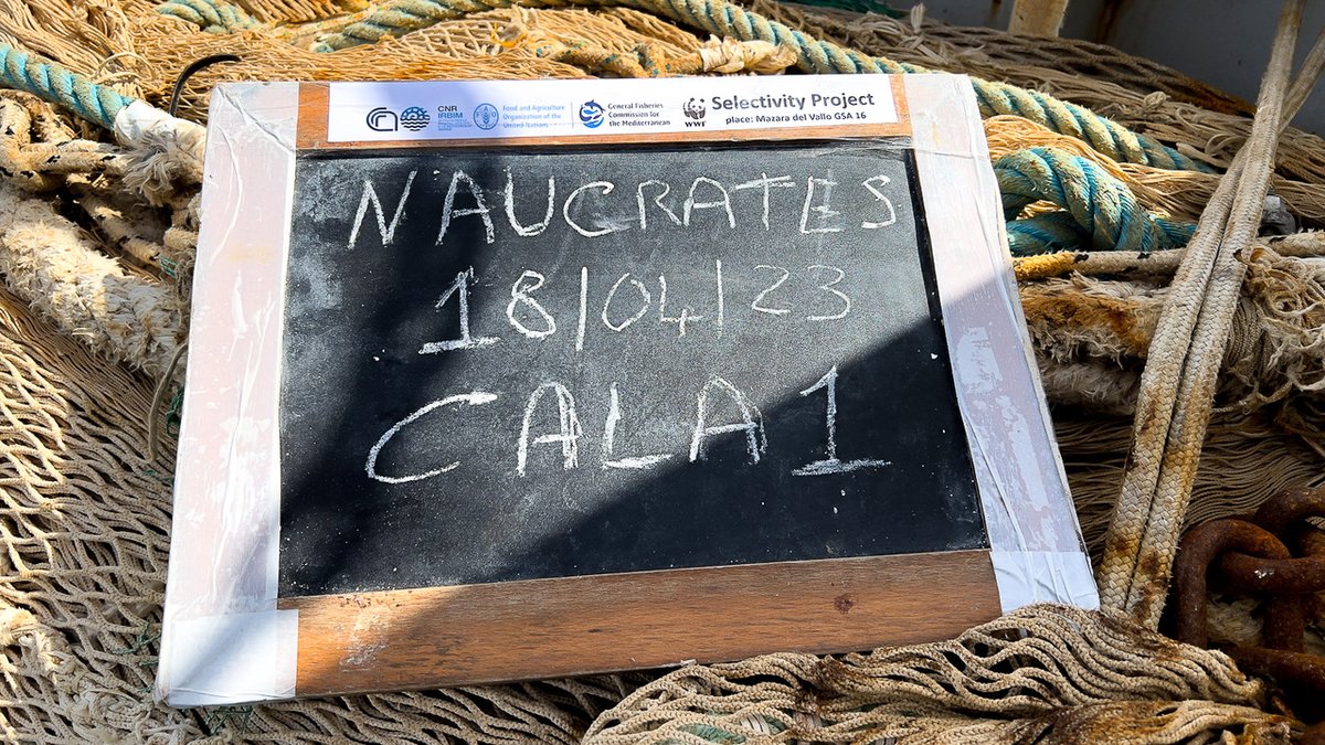 UN_FAO_GFCM's tweet photo. #GFCM and #WWF are in #Sicily for a joint pilot study:

📌testing grid to improve the #selectivity of bottom #trawlers targeting deep-water rose shrimp in the Strait of Sicily. https://t.co/cn9CQhxCLz