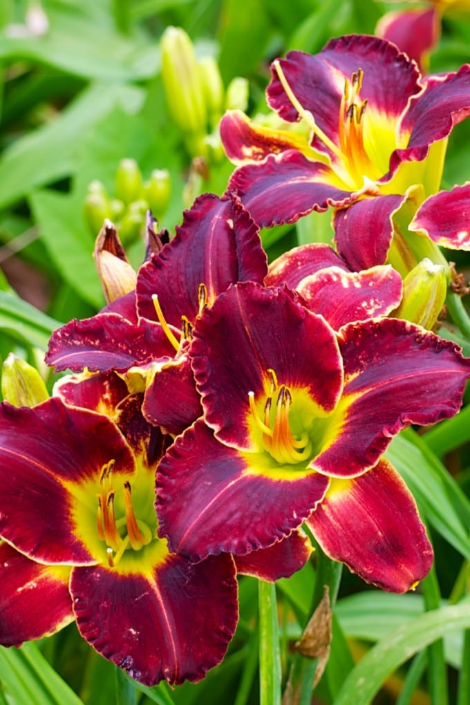 Juggling Act Mama (@jugglingactmama) on Twitter photo Daylilies can be used in many different ways throughout your garden, unlike other perennials. Here's a quick guide on how to grow daylilies this summer. jugglingactmama.com/how-to-grow-da… via <a href="/jugglingactmama/">Juggling Act Mama</a> Daylilies can be used in many different ways throughout your garden, unlike other perennials. Here's a quick guide on how to grow daylilies this summer. jugglingactmama.com/how-to-grow-da… via <a href="/jugglingactmama/">Juggling Act Mama</a>
