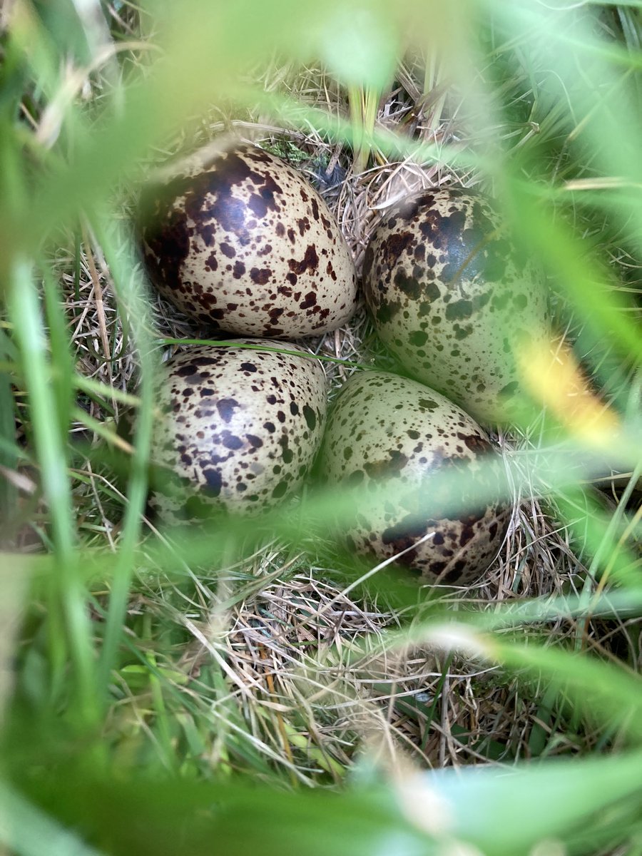 It’s always a special day when we find the first #redshank nest. These birds are incredibly good at hiding their nests! Nest are found for research that feeds directly into their #conservation