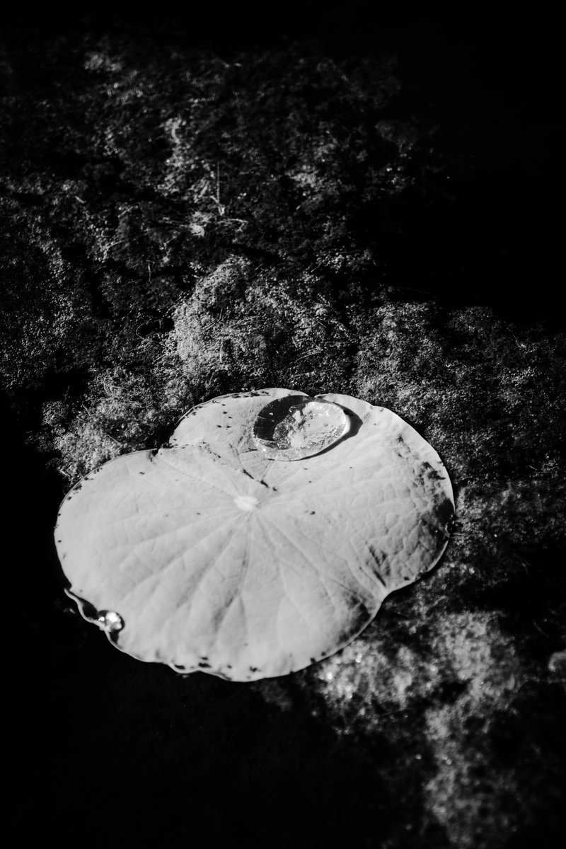 Water Drops on a Leaf 
#plantphoto #photograph #photography #nikon #monochrome #blackandwhite