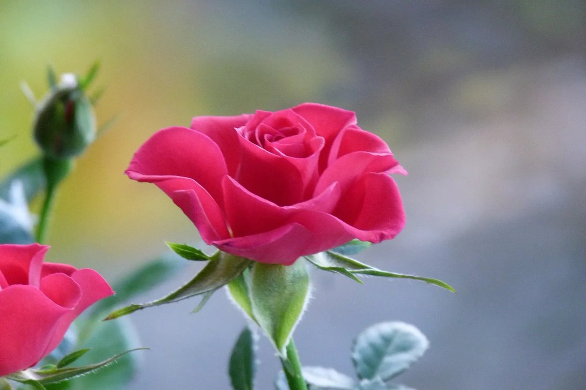 Gizmos Health Guides on Twitter "Can You Grow Miniature Roses Indoors