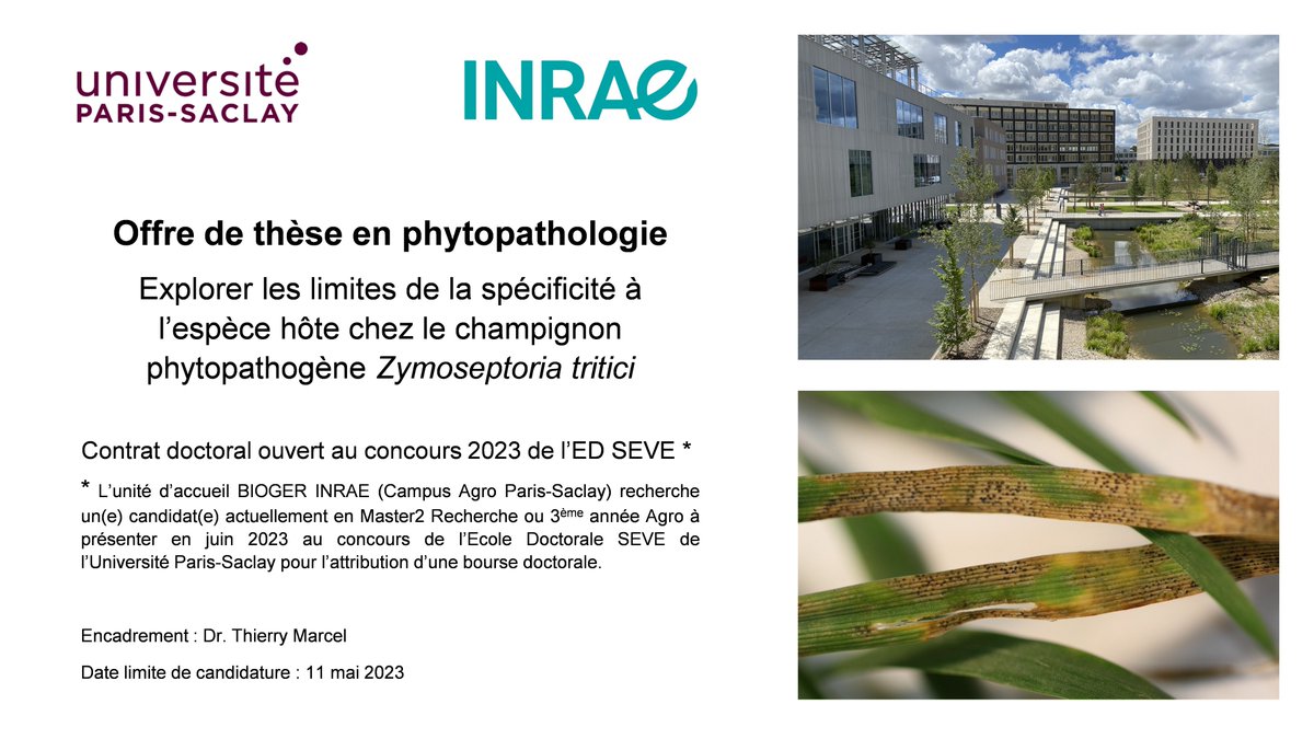 wheatpath's tweet photo. Offre de #thèse en #phytopathologie @INRAE_Bioger : venez explorer avec nous les limites de la spécificité d'hôte chez un champignon phytopathogène majeur du blé !
Nous recherchons un candidat h/f 👩🏻‍🎓 M2 à présenter au concours de l'ED SEVE @UnivParisSaclay https://t.co/uMhsE5utku https://t.co/OaTpliRI8z
