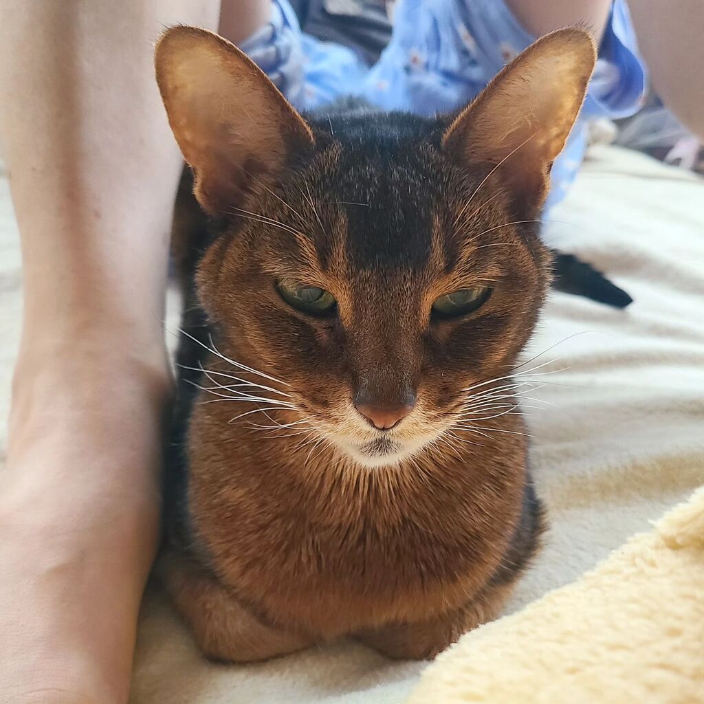 nyankichininamu's tweet photo. ママの足もとで、どや顔😏の
むうちゃま🐱

#ねこ#猫 #ネコ #アビシニアン  #cat #catlover　#abyssinian #catstagram #cataddict #고양이 https://t.co/TD8RwmBsiz