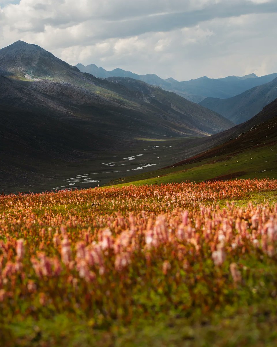ali_awais's tweet photo. Vibrant landscape of Lulusar-Dudipatsar national park near Dudipatsar lake in Kaghan, Mansehra

#Pakistan https://t.co/CSpVFlyR9l