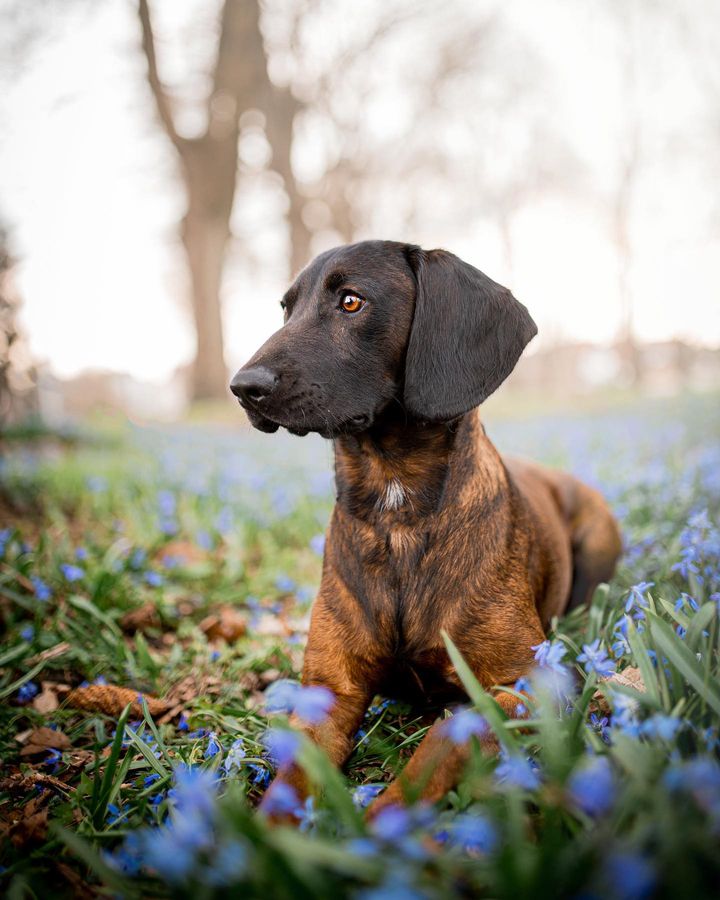 😍😍😍

#IndiensFrançais #Promenade #Bois #Printemps #Nature #Faune #Flore #Jaimemonchien