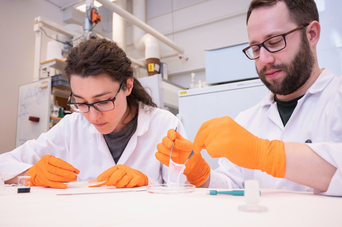 Ett sårförband gjort av nano-cellulosa som kan visa tidiga tecken på #infektion utan att störa läkningen. Det har forskare vid Linköpings universitet utvecklat. 
– Det öppnar för en ny typ av sårbehandling, säger Daniel Aili, professor vid LiU.
liu.se/nyhet/sarforba… #vård