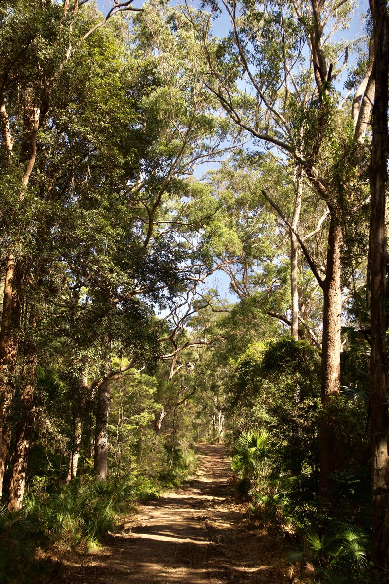 There's nothing that isn't gorgeous about a walk in the Sydney bush. To be surrounded by the gorgeous holobiont - an ecology in deep communication - the birds, butterflies, bird song, frog calls, the 'plopping' of berries dropping into the river . . . 🧵 👇