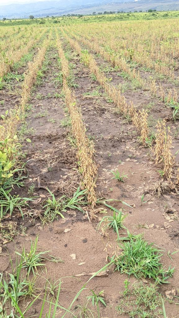MungangaDieume's tweet photo. #Research #Soybean @IITA_CGIAR #ATA_DRC_Project #PlainedelaRuzizi.
@DjetaPenemak @PKyalondakwa @Racheamani https://t.co/jeazPBzDCz
