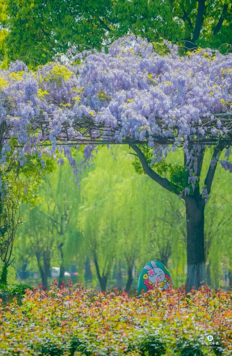Suzhou Xiangcheng On Twitter What Is The Most Popular Flower In suzhou-xiangcheng-on-twitter-what-is-the-most-popular-flower-in