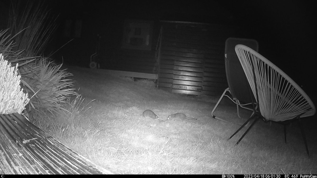 SimonTPetherick's tweet photo. I shared the last of my supper last night with the brown rats. I think they eat more than I do. #NightCamera https://t.co/NyyjHHBtVe