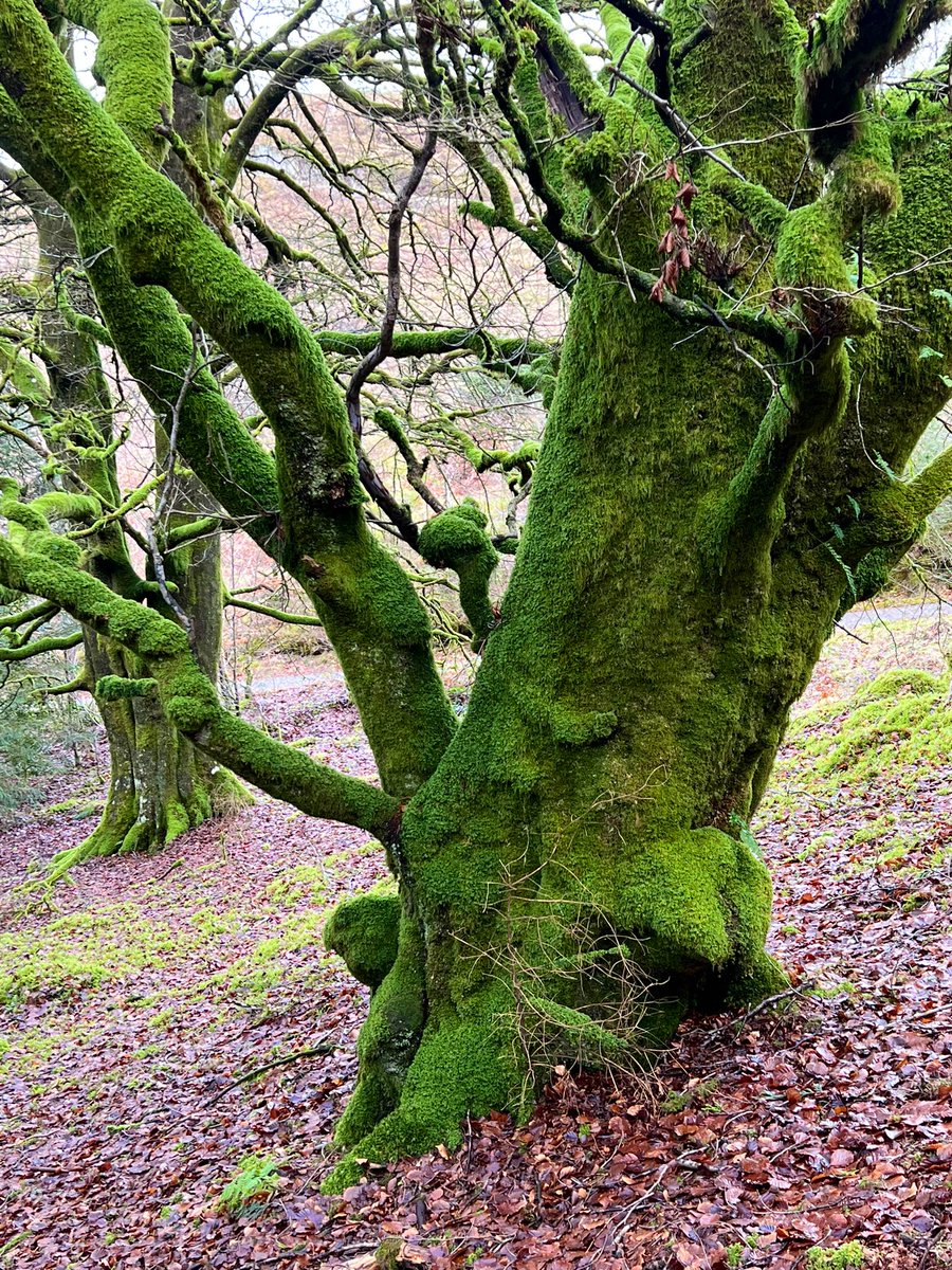 TiCLme's tweet photo. Trees, naturally
@GreenGymPenge @Eternaltree1 @scotfot @donnarainey4 @TheTreeCouncil @arborsmarty @keeper_of_books @walkngclasshero @Team4Nature https://t.co/Sy9qN0vIrC