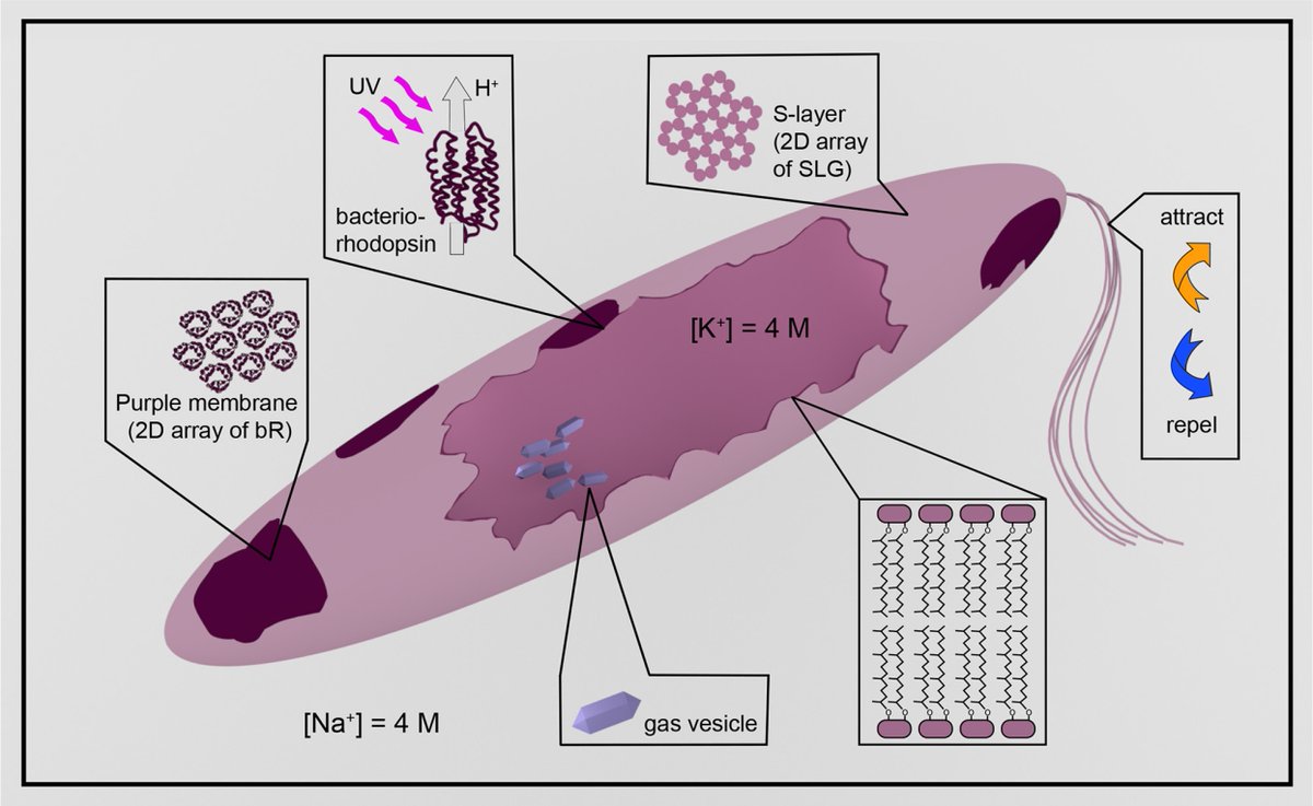 A new review article on Halobacterium salinarum famous for the origin of bacteriorhodopsin and three other rhodopsins (halorhodopsin, sensory rhodopsin I & II) the figure is very nice! #OpenAcess bacterio #rhodopsin

microbiologyresearch.org/content/journa…