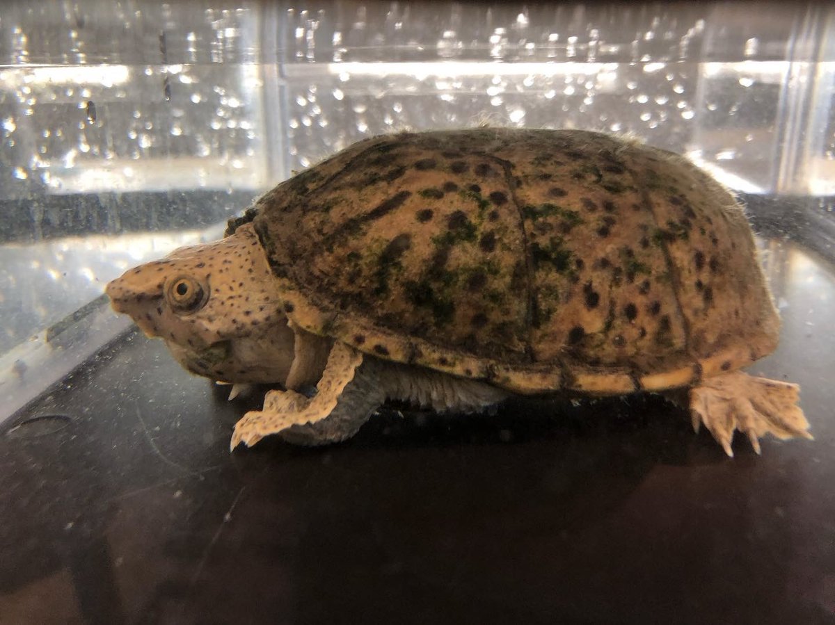 green_box1210's tweet photo. 久々に甲羅の苔掃除しました🧼
オオアタマヒメニオイガメ
ワイルド 雄
#LoggerheadMuskTurtle https://t.co/DiRPWOjRlS