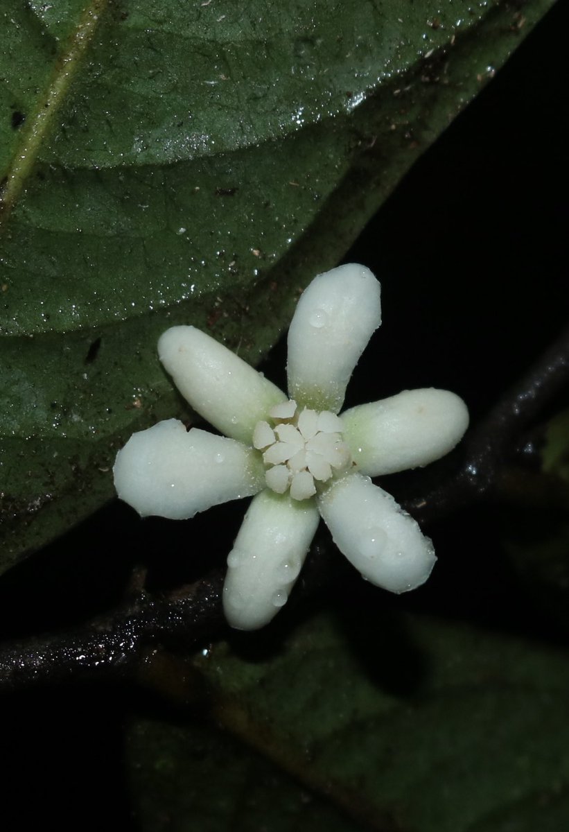 jason_nge's tweet photo. Oxandra euneura (#Annonaceae) flowering in the Amazon rainforests at Cuyabeno, near the Ecuadorian–Peruvian border. With @tlpcouvreur @AJ_PerezC 
#Oxandra #OxandraEuneura #rainforest #EcuadorianFlora #AmazonRainforest #AmazonFlora #Neotropics #NeotropicalFlora #TropicalRainforest https://t.co/rYJTf7Qymo
