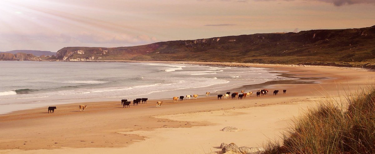 Looking forward to the summer months and seeing the cows on the beach at Whitepark Bay. #Cows #Beach #WhiteParkBay #NorthernIreland #Summer #photography @VisitCauseway