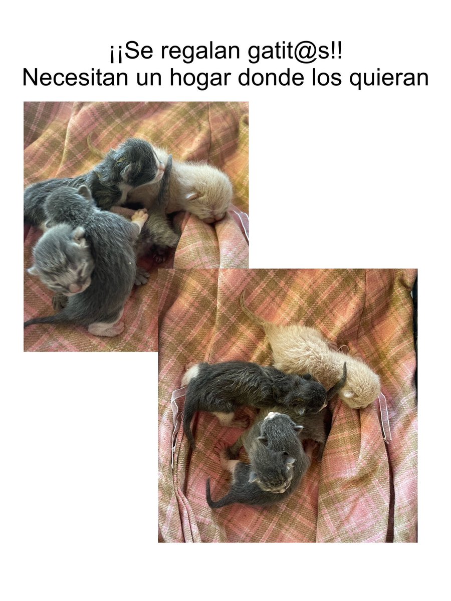sierresita's tweet photo. TODAVÍA QUEDA UNA GATITA SIN HOGAR 🙇🏽‍♀️🙇🏽‍♀️🙇🏽‍♀️🙇🏽‍♀️ 
para comunicaros conmigo por insta: crissierra02 https://t.co/2mvCpYKYyv