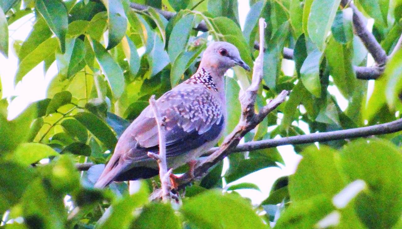 কিশোরগঞ্জে বিলুপ্তির পথে চির-চেনা ঘুঘু পাখি