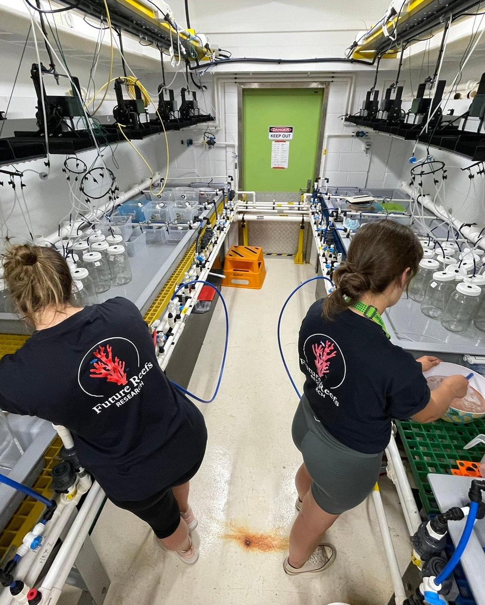 🔎 Zoom sur #ReefReborn, soutenu par <a href="/PureOceanFund/">Pure Ocean</a> depuis 2022 ⤵

🔬🪸  Ce projet scientifique développe un cocktail de nourrissage pour larves de coraux.
✅ L'objectif ? Aider la recolonisation des récifs endommagés !

Pour en savoir plus 👉 pure-ocean.org/nos-projets/re…