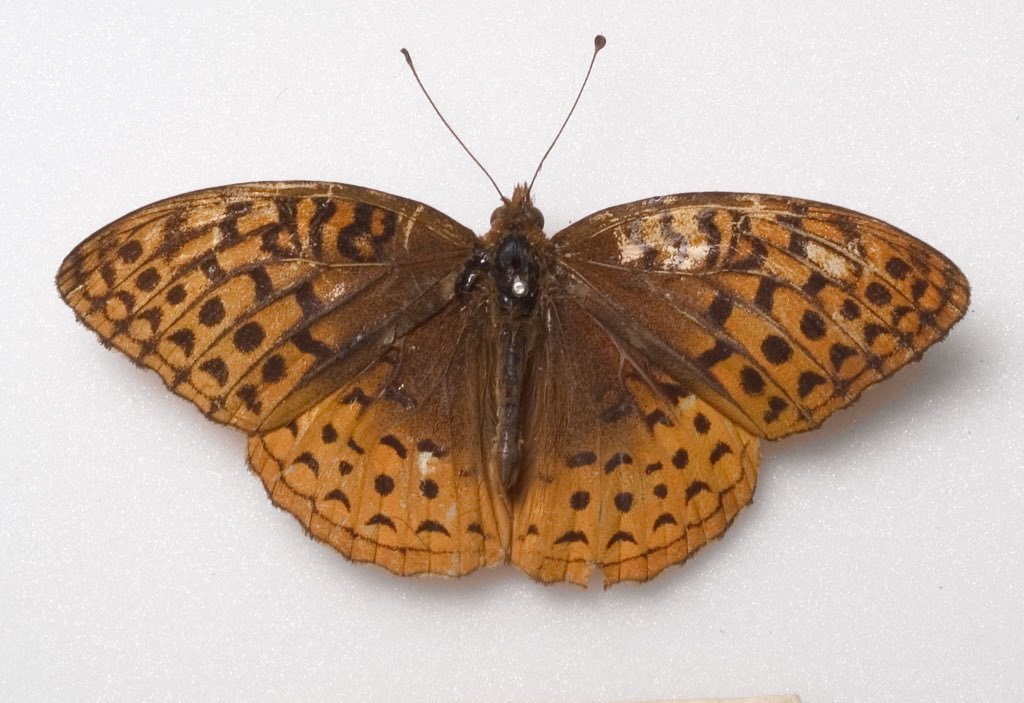 DrRosalindWhite's tweet photo. A 🧵 devoted to my fav. exhibit from the #FindingMiddlemarch🔎 exhibition I curated @ExploringEliot 

The Bree family butterfly collection, 🦋 masterfully disguised as leather-bound volumes 📖 📚 of British Entomology (1833-42). 🪲 🐛

https://t.co/LQiEOSlajp https://t.co/cc7yFV9tJl