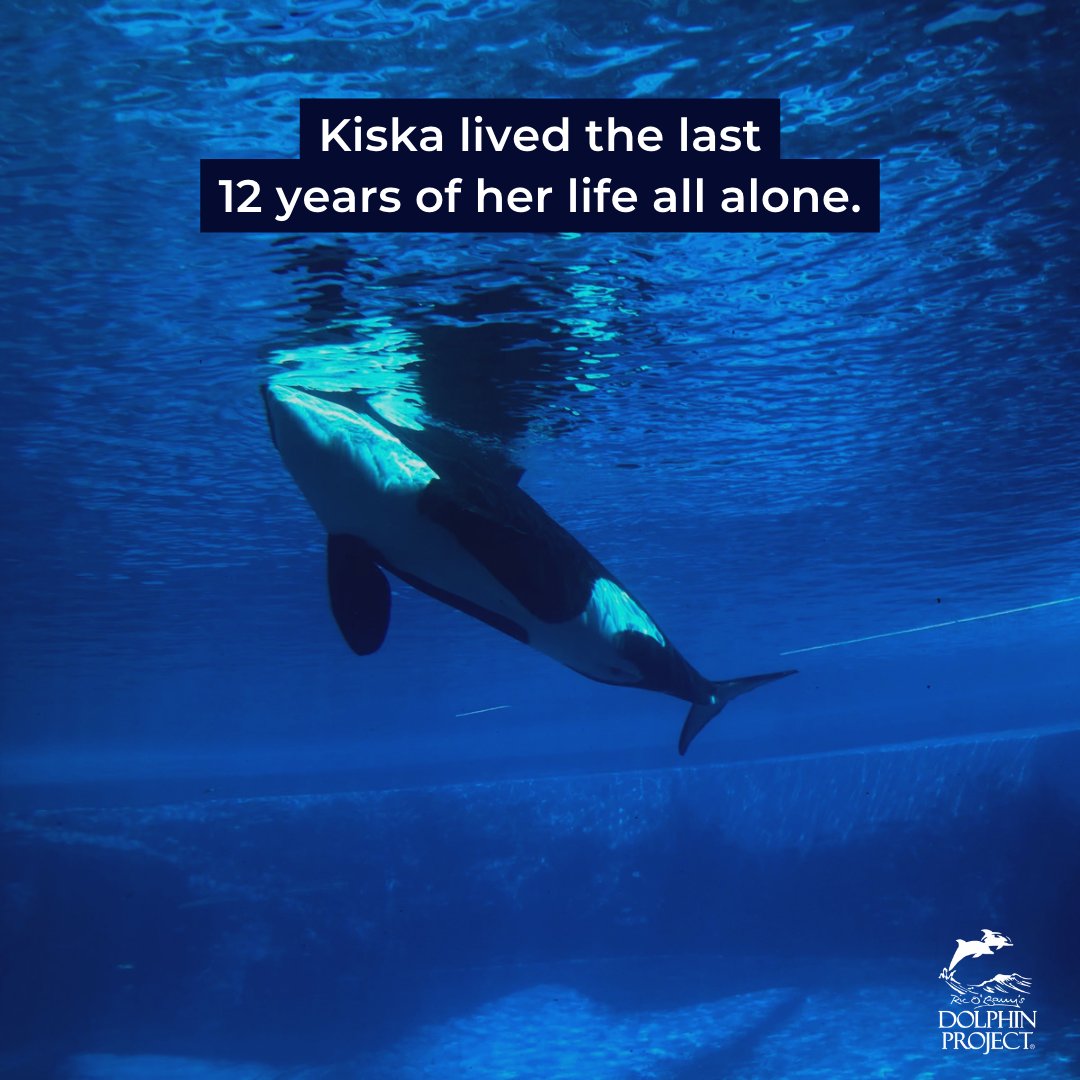 We cannot continue to allow more captive orcas to live and die alone in barren tanks for the sake of profit. Become a voice for them. Go to bit.ly/OrcasInCaptivi… and spread the word about the reality of cetacean captivity to your friends, family, and followers. #DolphinProject