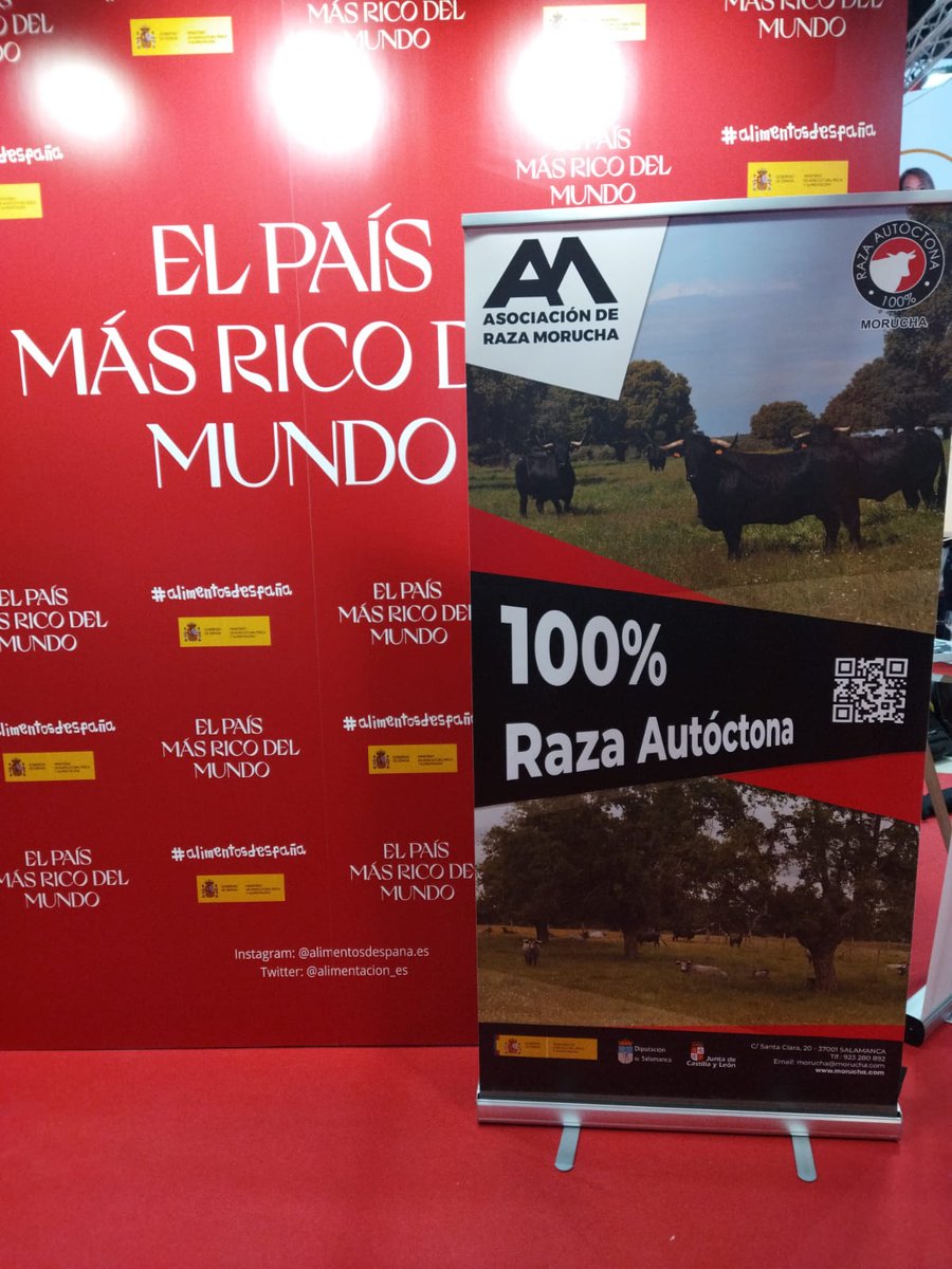 RazaMorucha's tweet photo. Participación de la Raza Morucha en la presentación de productos 100% Raza Autóctona, junto @alimentosdespana.es y @paradores .
Morucha raza autóctona 100% en escabeche con sus verduras y mostaza.
Chef Daniel González del Parador de Toledo
#morucha
#carnedecalidad
#autóctona https://t.co/p2i4Kk15St