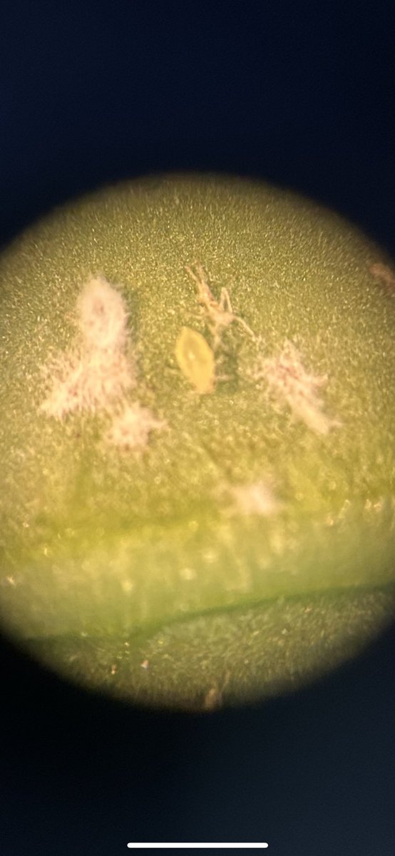 CapitolSoy's tweet photo. Day three in the Netherlands kicked off with a very informative meeting with Koppert.  They are creating biologicals that can kill aphids and other soy pests with the power of nature.  Very cool to see fungi killing aphids. https://t.co/zcMMh29rMl
