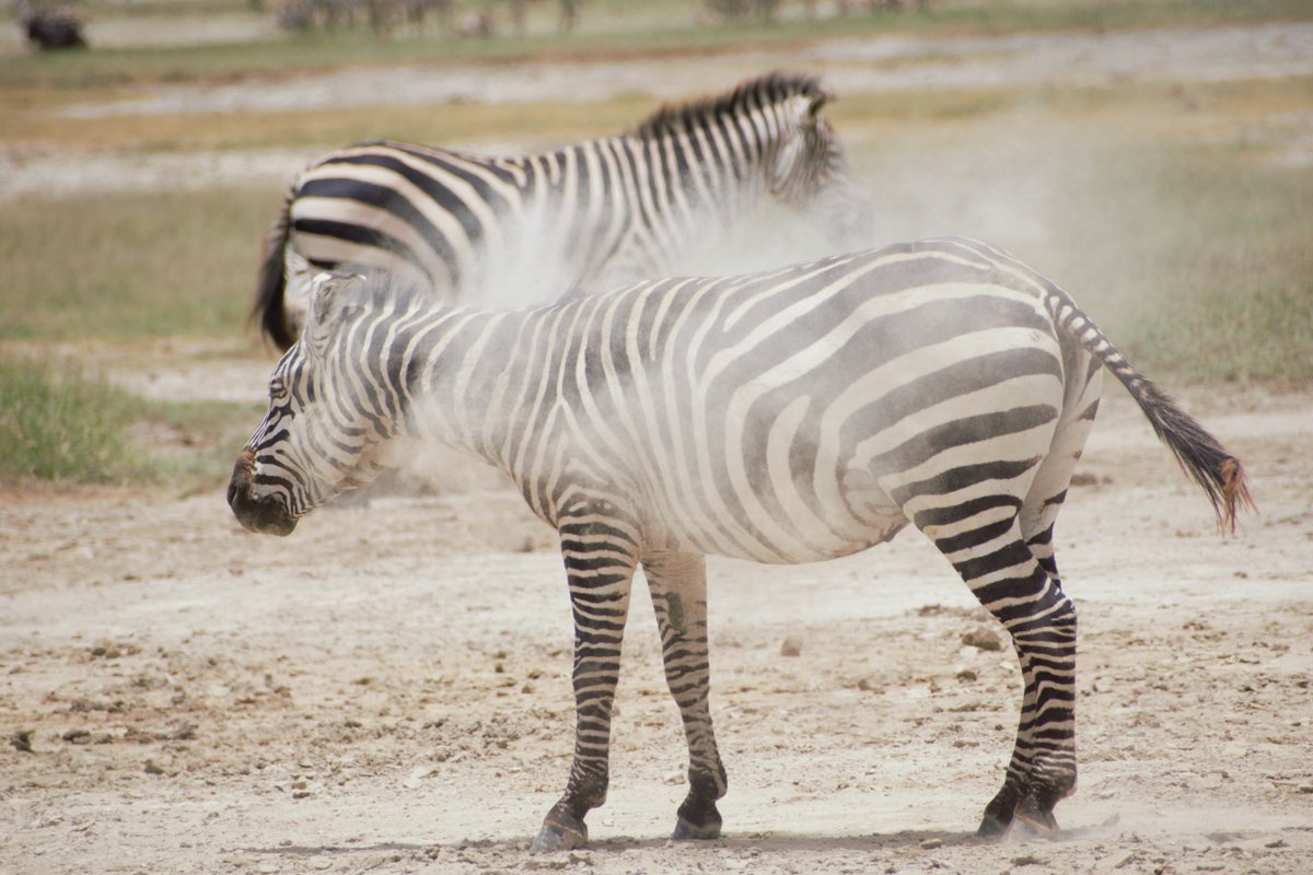 RockSafaris's tweet photo. Dust bathing is a common practice in the #animal kingdom. Animals and birds utilise dust or sand to keep their skin free from parasites. This is one of the animal bathing ritual together with #mudbaths.
๐Serengeti National Park
๐ธ @JazAbaho
https://t.co/WRYX9c0uS1 https://t.co/tUF7G26or1