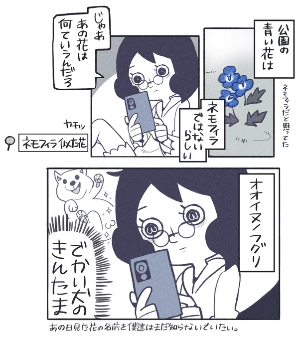 ネモフィラに似た花の名前を調べたところ。 #日々ぴんりこ