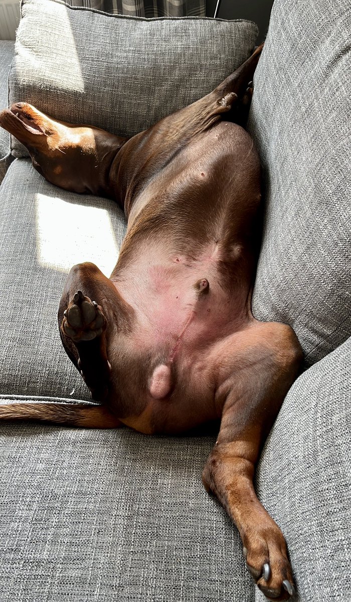 DobermanRoxythe's tweet photo. #MurphysLog 19.4.24
Hello everyone & apologies for the radio silence - Murphy had picked up a serious infection due to his immune system being shot to pieces because of his cancer - He had a big antibiotic injection, he’s home & as you can see he’s very comfortable 😊
#Lymphoma https://t.co/4mEPTSjFzN