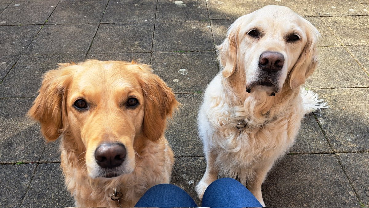 CornDollyXx56's tweet photo. Hoping the hard stare will work. #breakfastplease
#goldenretrievers #DogsOnTwitter https://t.co/mJ5C93WuS6