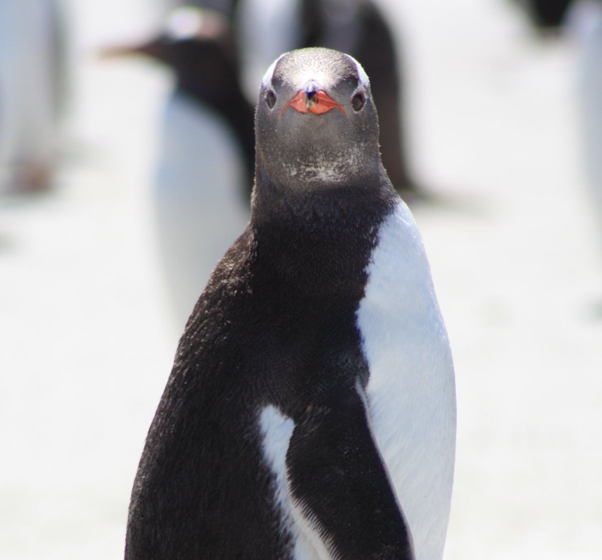 Matthew Willis on Twitter: "RT @AndzB: Did you know? Sphenisciphobia is