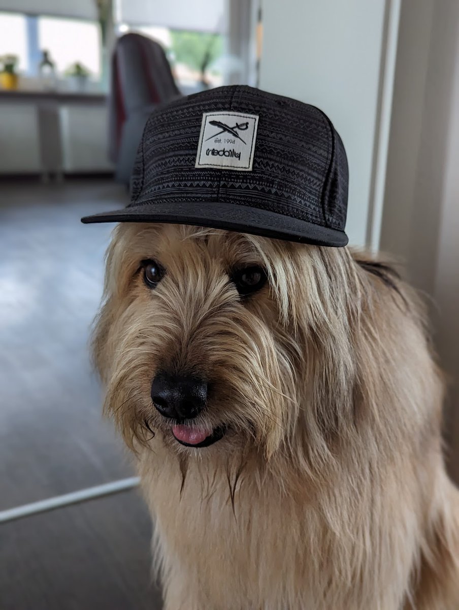 TimoPruesse's tweet photo. Got a new intern today. He said I should put stickers on my laptop. He seems like a cool dude. 🧢 https://t.co/OmCpBloWzc