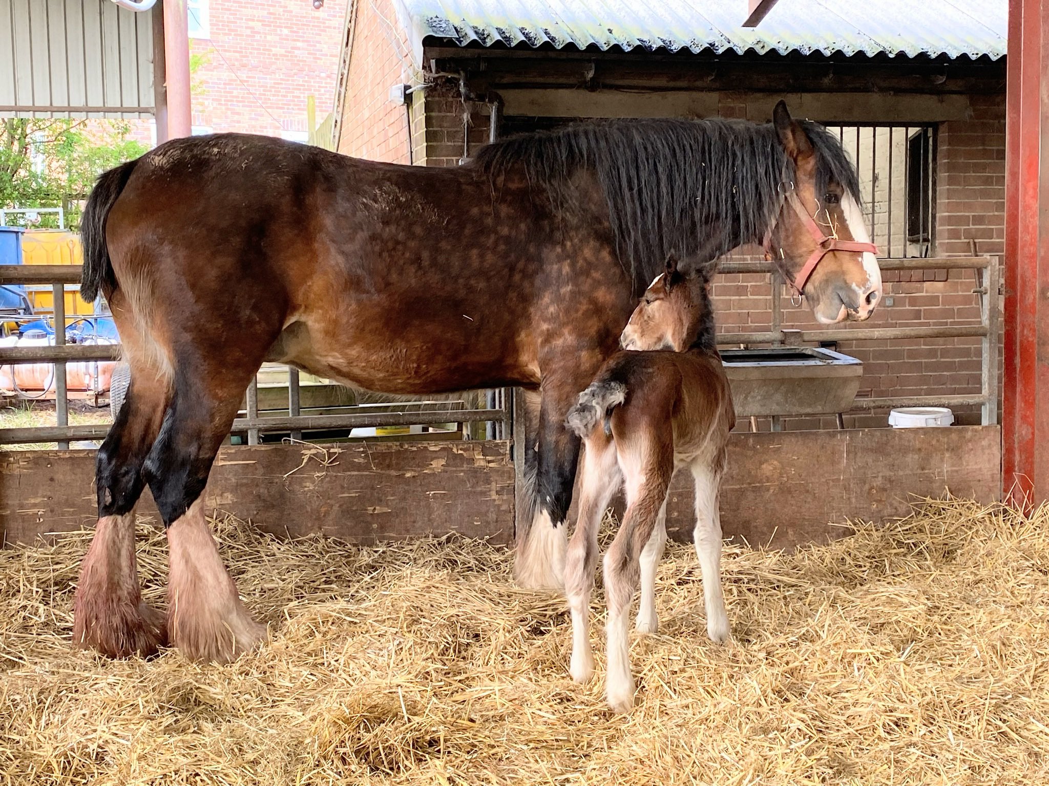 Cotebrook Shire Horse Centre (CotebrookShires) / Twitter