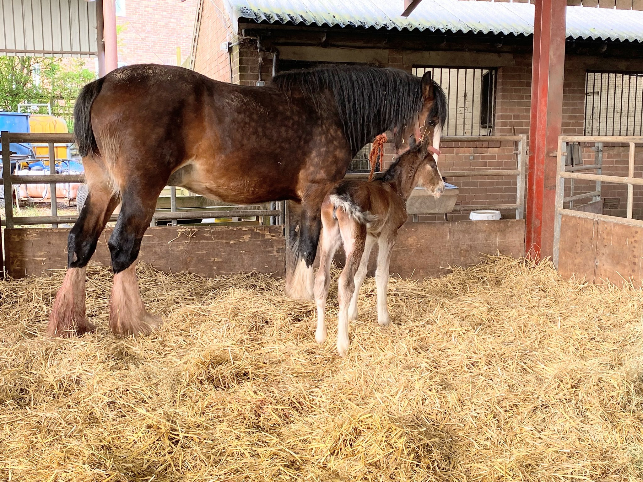 Cotebrook Shire Horse Centre (CotebrookShires) / Twitter