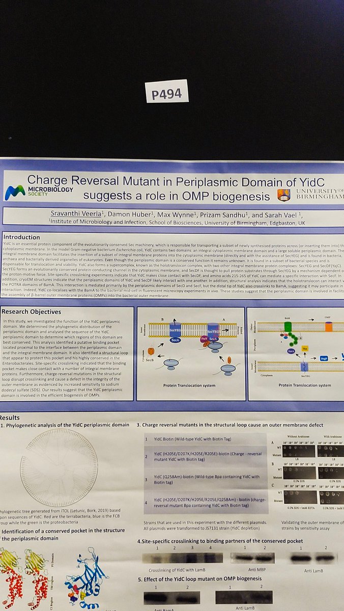VeerlaSravanthi's tweet photo. If you are attending day-3 of #microbio23 
Visit P494 to know more about YidC.
We have found some cool insights on YidC
#BIRMINGHAM #microbio23
@MicrobioSoc https://t.co/7yQA98dZLc